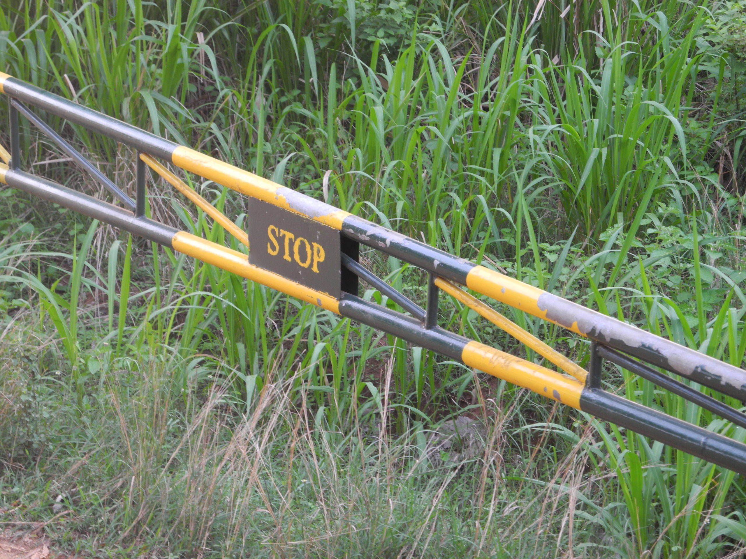 Ein metallenes Absperrgitter mit gelben und schwarzen Streifen und einem "STOP"-Schild versperrt einen Weg vor hohem grünen Gras.