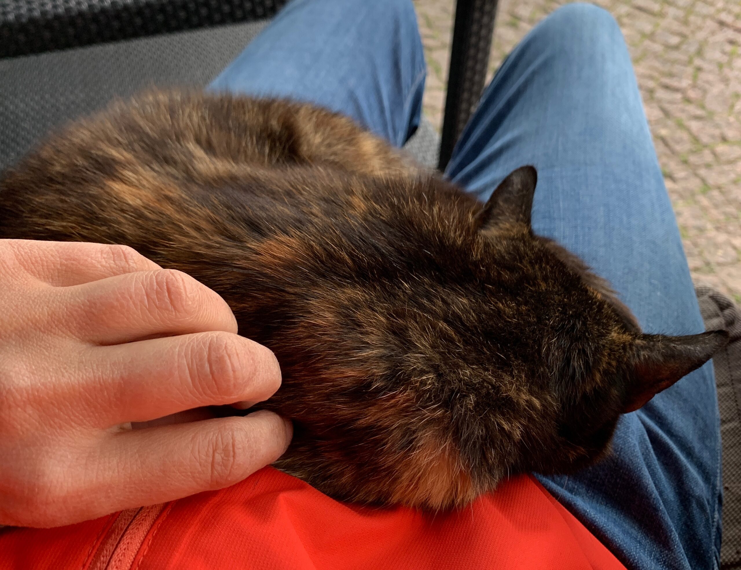 Eine Person in blauen Jeans und orangefarbenem Hemd sitzt mit einer schildpattfarbenen Katze auf dem Schoß und streichelt sie sanft. Eine Person in blauen Jeans und orangefarbenem Hemd sitzt mit einer schildpattfarbenen Katze auf dem Schoß und streichelt sie sanft.