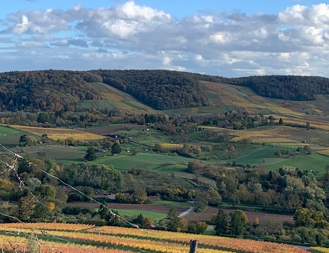 Sanfte Hügel, bedeckt mit Herbstlaub in Grün-, Gelb- und Brauntönen unter einem teilweise bewölkten Himmel. Überall in der Landschaft sind Felder und Waldstücke zu sehen. Ein Drahtzaun verläuft entlang des Vordergrunds.
