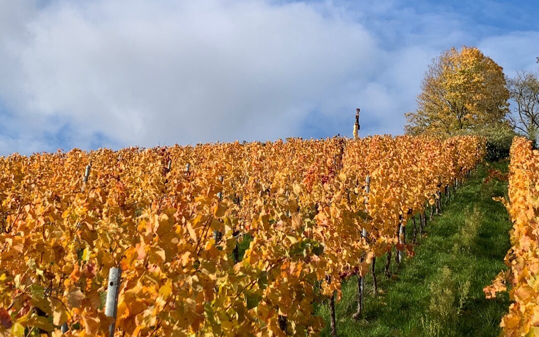Monatsrückblick Oktober 2025: Viele Schritte und ein ganz wichtiger