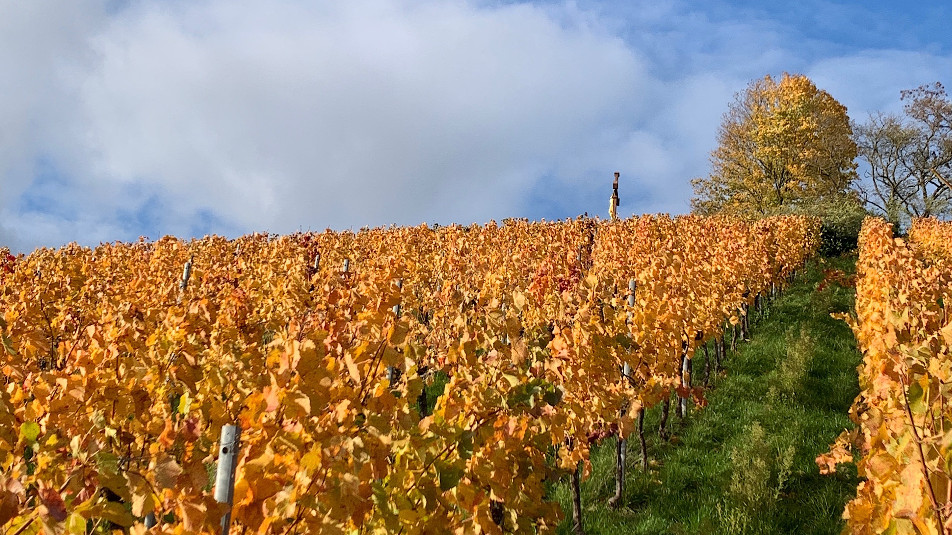 Reihen von Weinstöcken mit goldenen Herbstblättern ziehen sich unter einem teilweise bewölkten Himmel einen Hügel hinauf, auf dessen Spitze sich einige hohe Bäume mit Herbstlaub befinden.