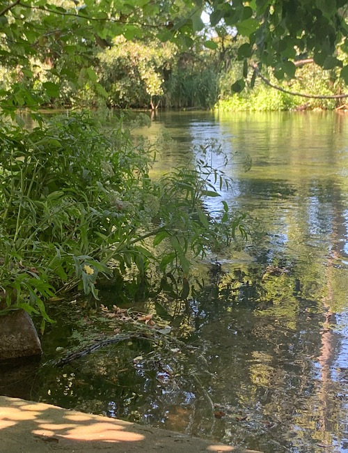 Eine friedliche Flussszene mit klarem Wasser, grünem Laub an den Ufern und Sonnenlicht, das durch die Bäume fällt und Reflexionen und Schatten auf die Wasseroberfläche wirft.
